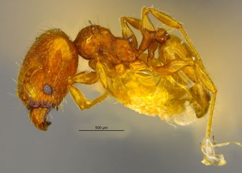 Media type: image;   Entomology 20750 Aspect: habitus lateral view